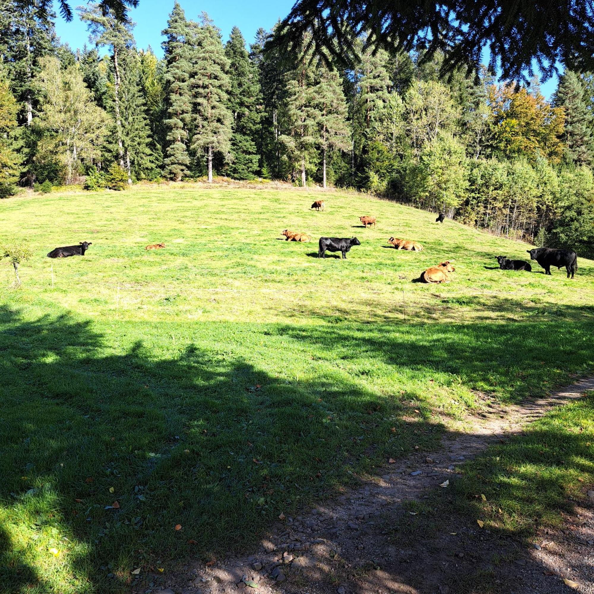 Ferienhaus Schwarzwald Seewald Erzgrube Badesee 100% Natur Kültér fotó