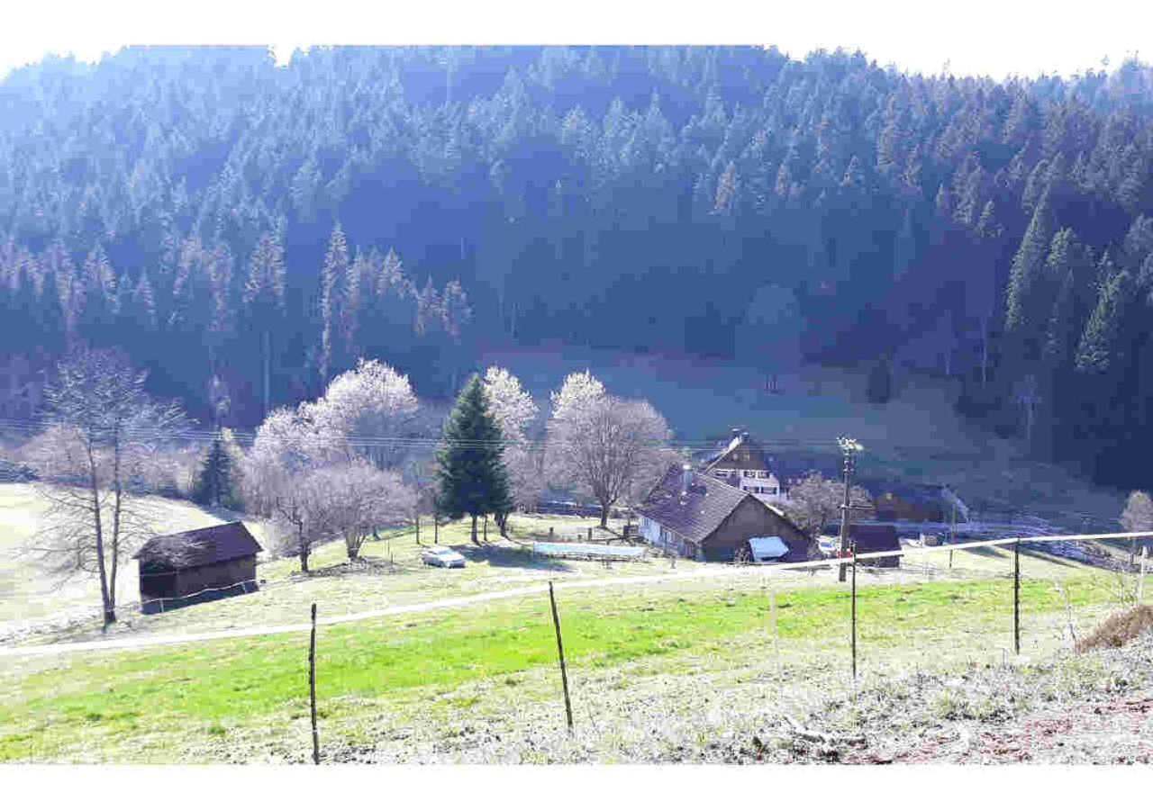 Ferienhaus Schwarzwald Seewald Erzgrube Badesee 100% Natur Kültér fotó